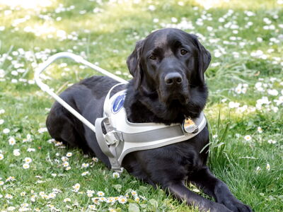 Ein schwarzer Blindenführhund liegt auf einer Wiese. Er trägt ein Führgeschirr.